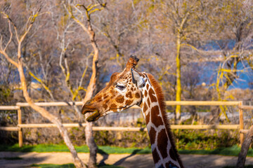 Close-up profile of a giraffe with the evening sunlight illuminating its head with trees and wooden fence in the background.