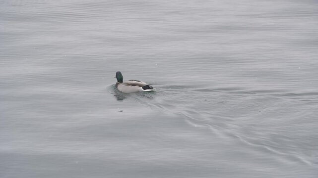 Canard Mer