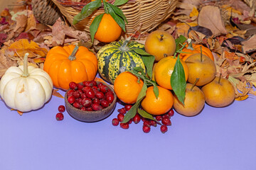 Various fall fruits on a purple background. Tangerines, pears, rose hips, and pumpkins.