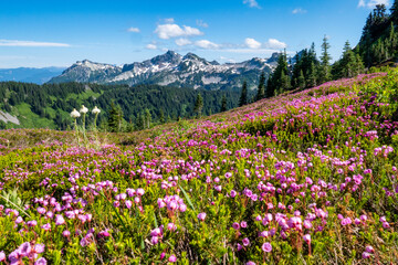 Mt. Rainier National Park, Washington