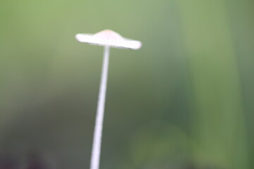 A Tiny Coprinellus Delights in the Morning Calm