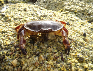 Crabe dormeur ou Tourteau sur un rocher
