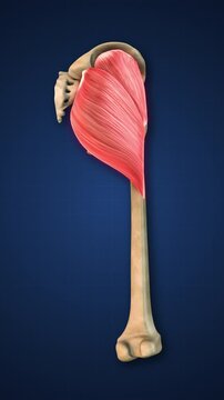 Highlighted Gluteus Maximus Muscle with Lower Limb