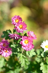 Obraz premium pink flower