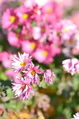Fototapeta premium pink flowers in a garden