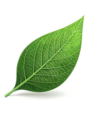 Obraz premium Close-up illustration of a detailed green leaf with intricate vein patterns, highlighting its natural beauty, perfect for eco-themed designs, isolated on white.