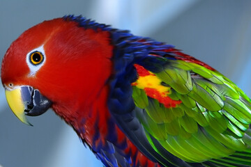Obraz premium Large parrot on branch in the tropics with colorful flowers. tropic colored red concept. a large parrot on a branch in the tropics with colorful flowers. a large parrot is a colorful bird of the.