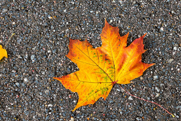 Colorful maples and leaves lying on asphalt in autumn. Lie the beauty concept. Colorful maples and leaves lying on asphalt in autumn. A concept of lifestyle with maples and leaves lying on asphalt in.