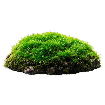 Isolated Green Moss Hummock on White Background Perfect for Nature-Themed Design Projects