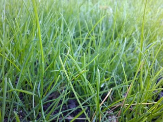 green grass background