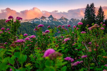 Mt. Rainier National Park, Washington