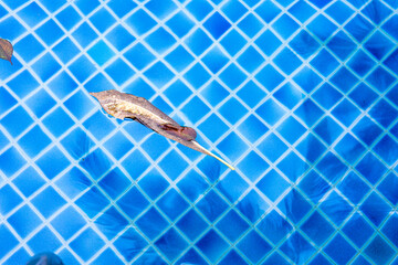 crystal clear blue water in swimming pool with a translucent tile bottom. A dry tree leaf on surface of water.  water conservation, maintenance of swimming pools, cleanliness and hygiene standards,