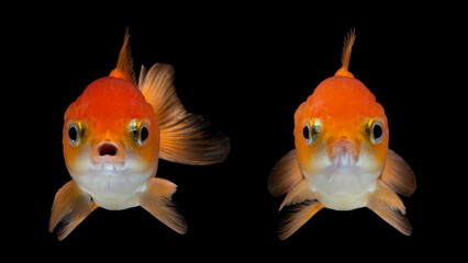 Goldfish isolated on black background. Oranda Goldfish