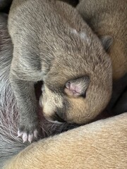 Naklejka premium sleeping dog
