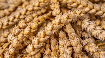 ears of golden wheat closeup, wheat spikelets in field close up, wheat field harvest concept 