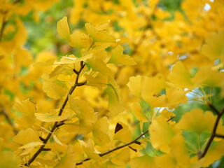 gingko biloba tree branch close up with yellow leaves in autumn. Fall foliage background. Scenic nature in november
