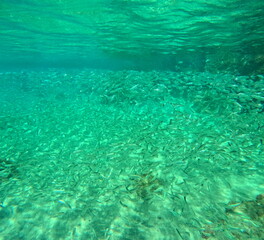 shoal of fishes, schooling fishes in caribbean sea, underwater photo of many small silver bait fishes between the surface and sand floor