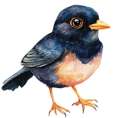 cute Myna watercolor clipart illustration isolated