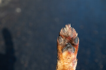 Red fox's foot, blurred background. Close-up