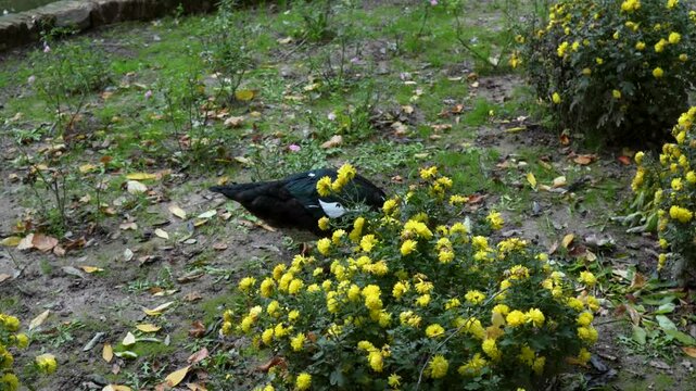 Un pato de cuerpo negro y cuello blanco pasea entre matorrales en un parque con un lago de fondo. La escena muestra su h&aacute;bitat natural, ideal para proyectos de vida silvestre y escenas de naturaleza t