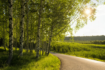 Naklejka premium Path through birch forest in the morning sun. landscape outdoors environment concept. glare of the sun over grove of birch trees in summer. a solitary birch with a glare of the sun on through a path.