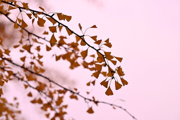 tree, nature, spring, flower, branch, autumn, leaf, plant, blossom, winter, season, leaves, green, frost, forest, summer, bush, yellow, bud, cold, cherry, red, natural, sky, grass