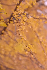 autumn leaves in water