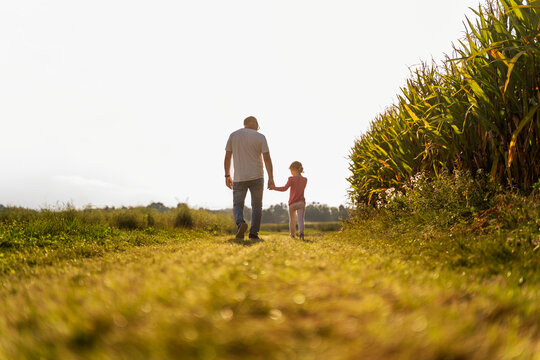 Grandfather holding hands with granddaughter and walking near corn crops on field - Powered by Adobe