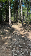 Hiking trail in the mountains of Poland goes through a pine forest. Eastern Sudetes Mountains