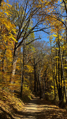 Hiking trail in a mountain autumn forest in Poland.