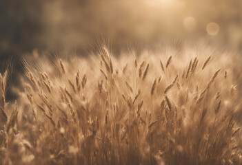 transparent olated barley image crop food organic althy background natural