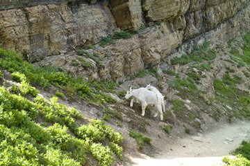 mountain goats and baby walking on the way to grinnell glacier, Montana, USA.