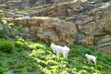 Fototapeta premium mountain goats and baby walking on the way to grinnell glacier, Montana, USA.
