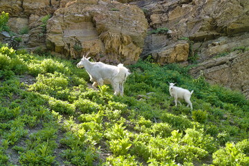 mountain goats and baby walking on the way to grinnell glacier, Montana, USA.