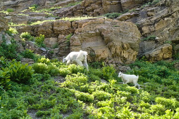 mountain goats and baby walking on the way to grinnell glacier, Montana, USA.