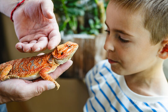 Hands of man petting orange colored bearded dragon with son at home