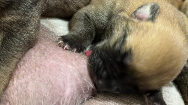 Newborn babes drinking milk from mother 