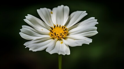 Obraz premium Close-up of a White Flower with Yellow Center and Black Stamens