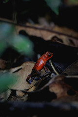 Blue Jeans poison dart frog