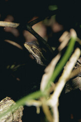 lizard in the pond