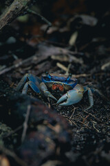 crab on the beach