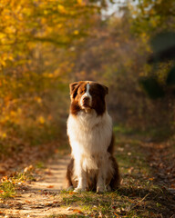 Golden Moments: Dog in the Autumn Sunset