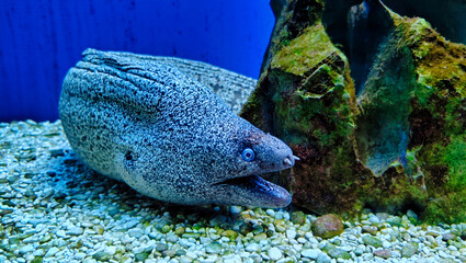 Moray eel in an aquarium