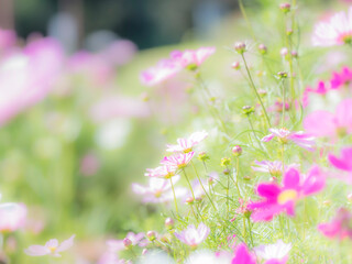 秋の公園や花壇を彩るコスモスのある風景。背景。自然風景素材。