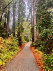 Fototapeta premium Forest Trail in Autumn: A Serene Walk Among Towering Trees