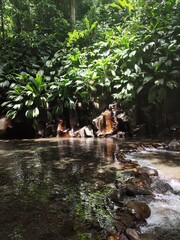 canyon of Riviere Moustique in petit Bourg, Basse terre, Guadeloupe. River in the rainforest of...