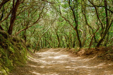 Obraz premium Mystical forest setting along the Sendero de los Sentidos trail in Anaga