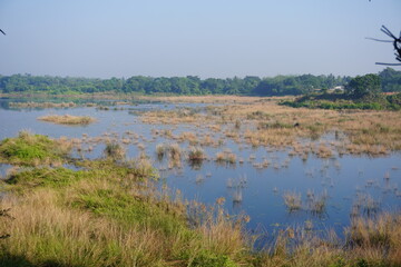 An abandoned pond with full of weeds, grass and mud