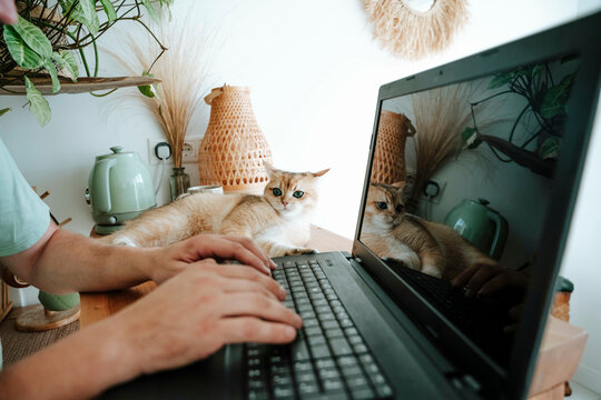 Close-up of man with cat using laptop