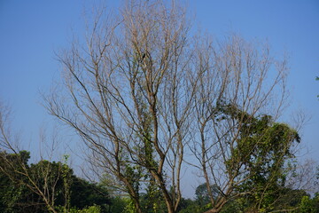 The bald leafless tree is standing beside the road 